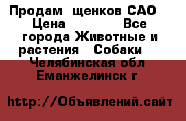 Продам ,щенков САО. › Цена ­ 30 000 - Все города Животные и растения » Собаки   . Челябинская обл.,Еманжелинск г.